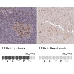 RGS14 Antibody, Novus Biologicals:Antibodies:Primary Antibodies